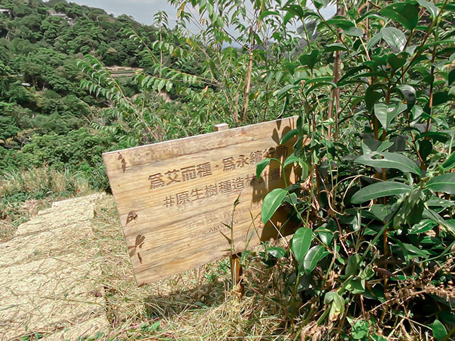 AROMASE forest in taiwan (1)
