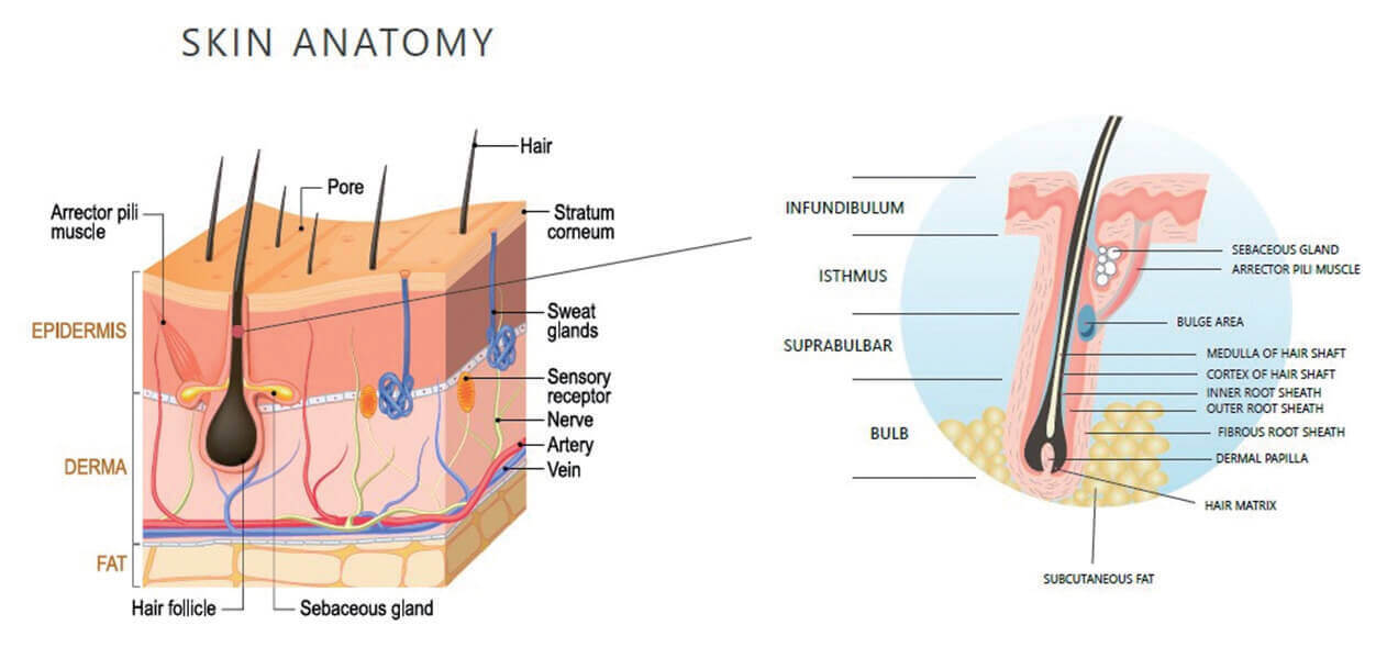 AROMASE-scalp structure (1)