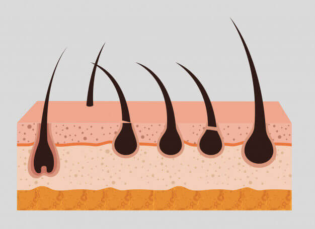 AROMASE-scalp structure (2)